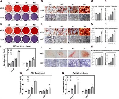 Substrate stiffness can affect the crosstalk between adipose derived mesenchymal stem cells and macrophages in bone tissue engineering